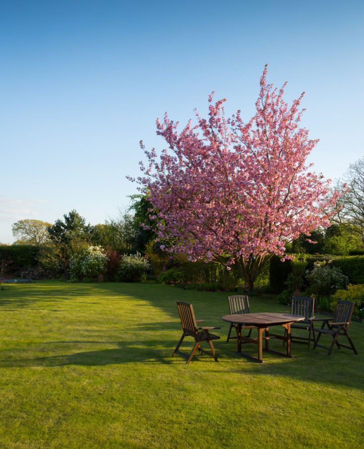 Garden Luminous Tales pink leaf plant