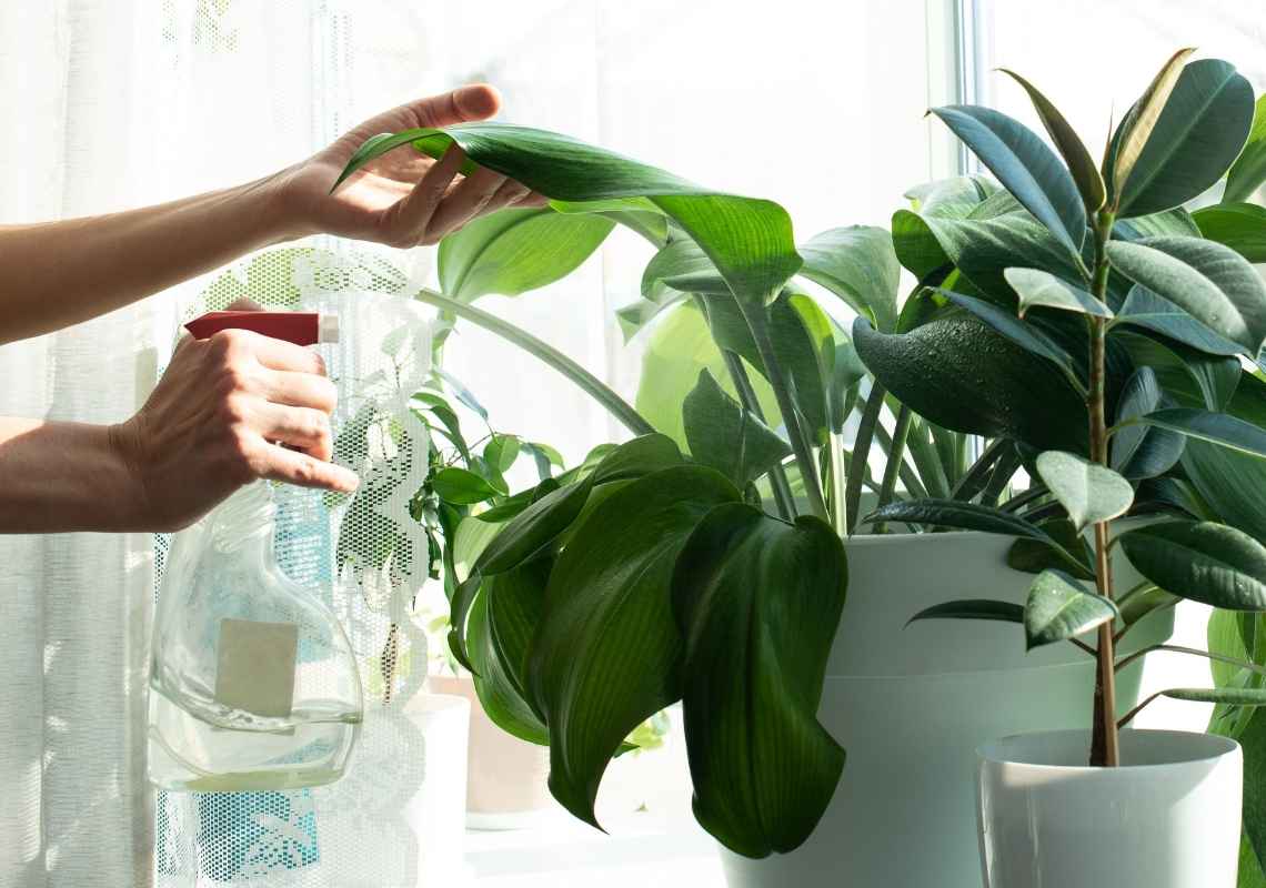 broad leaf plant of indoor plant