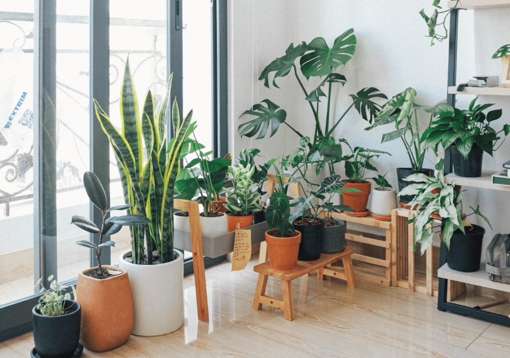 indoor plant seasonal growth
