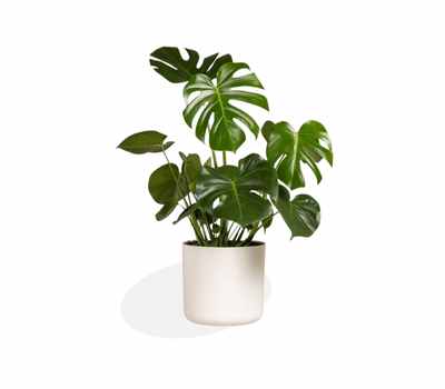 Monstera Deliciosa (Swiss Cheese Plant)