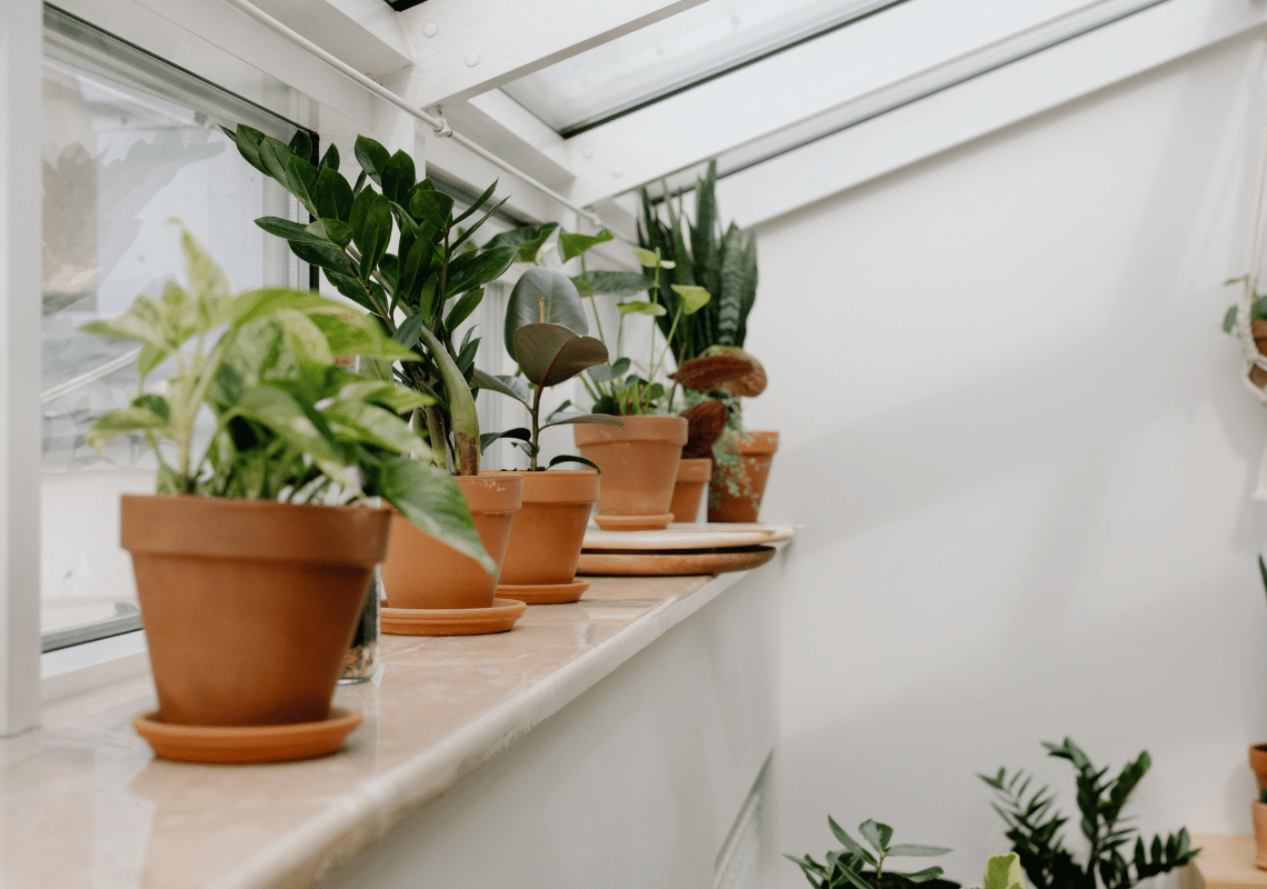 Indoor plants seasonal guide