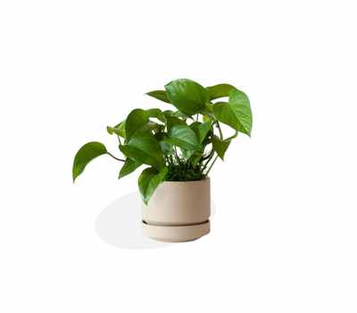 Pothos (Devil’s Ivy)