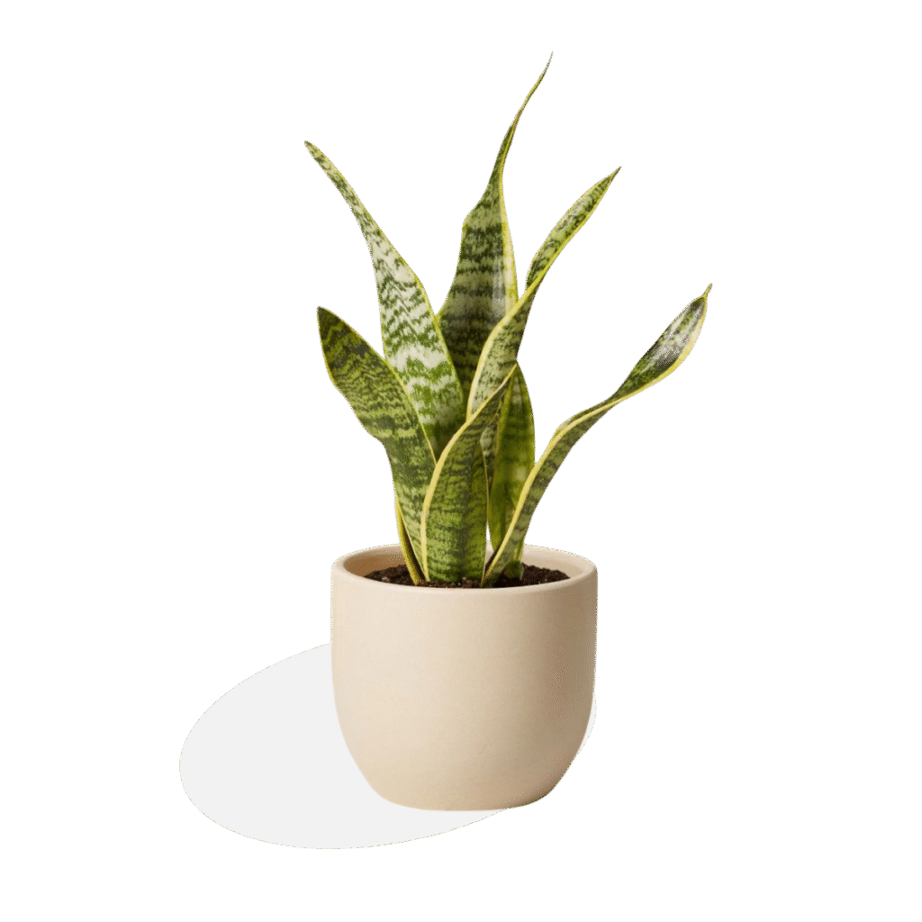 Snake Plant (Sansevieria / Mother-in-Law’s Tongue)