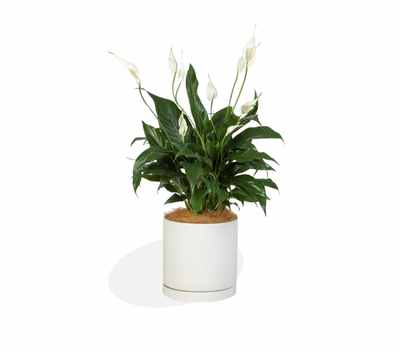 Peace Lily (Spathiphyllum)