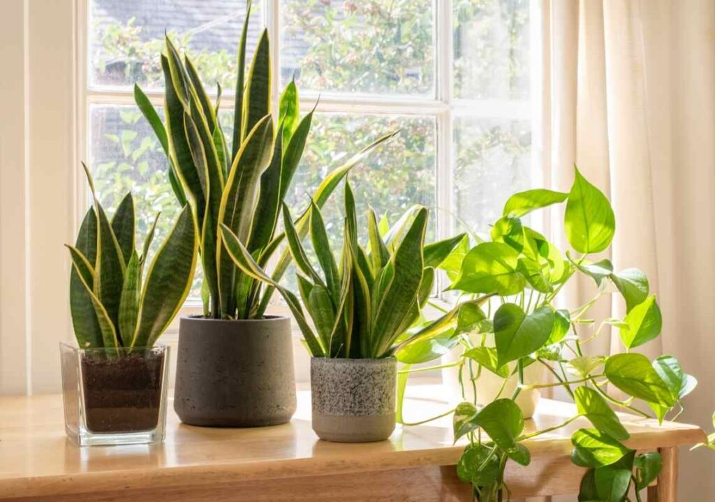 5 Types of Snake Plant: How To Identify Sansevieria Varieties