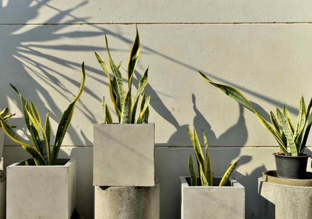 Snake Plant propogaion methos techniques