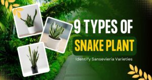 5 Types of Snake Plant: How To Identify Sansevieria Varieties (Care + Benefits)