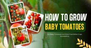 Sun Baby Tomatoes and Other Free Edible Crops Successfully
