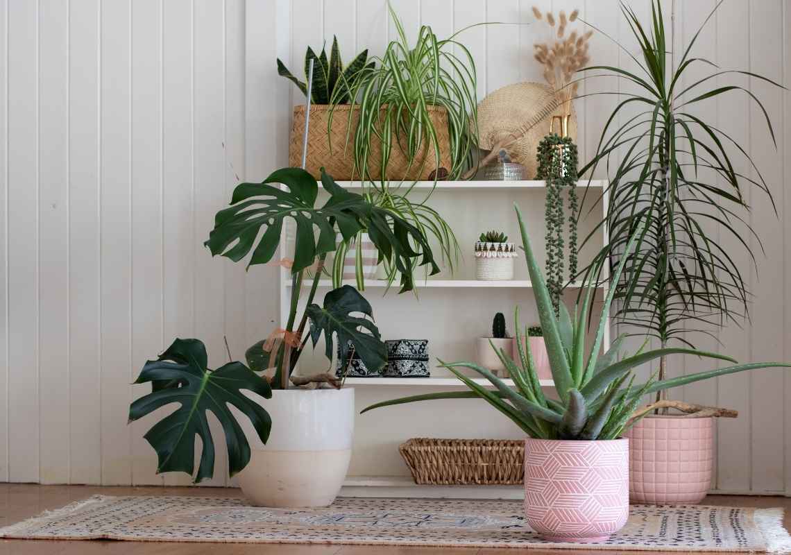 How to grow plan in indoor