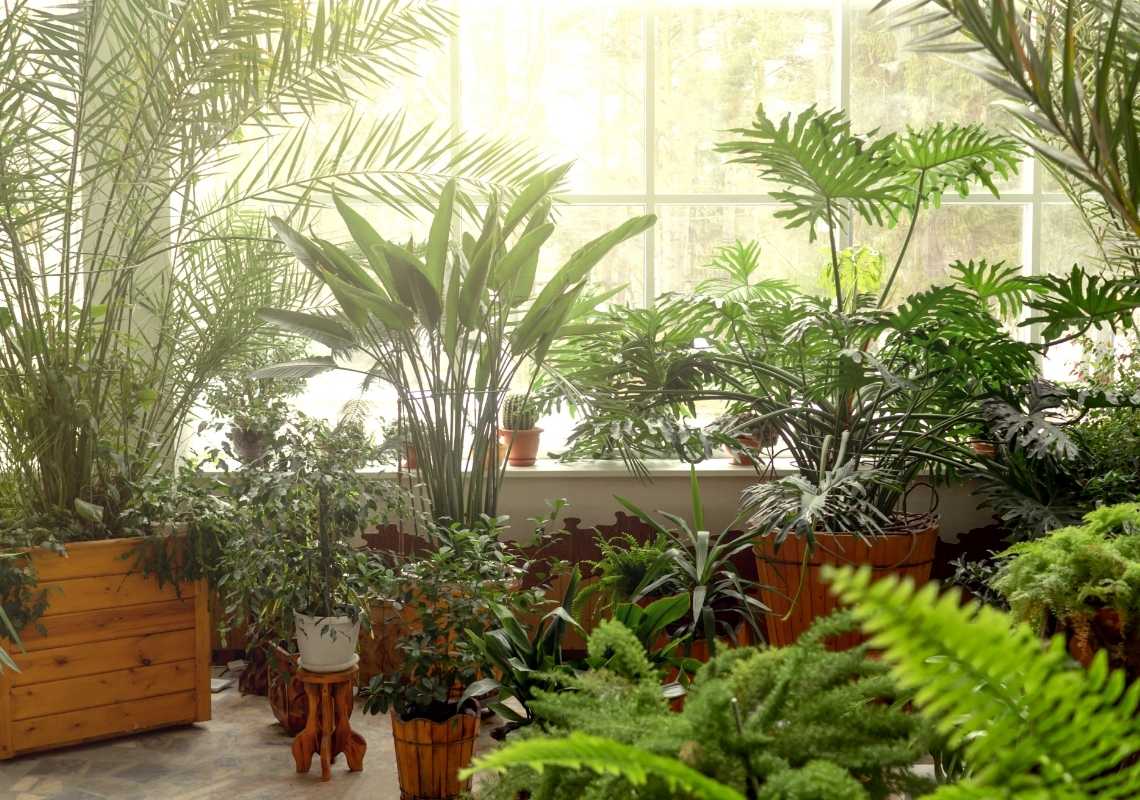 Seasonal guide for indoor plant