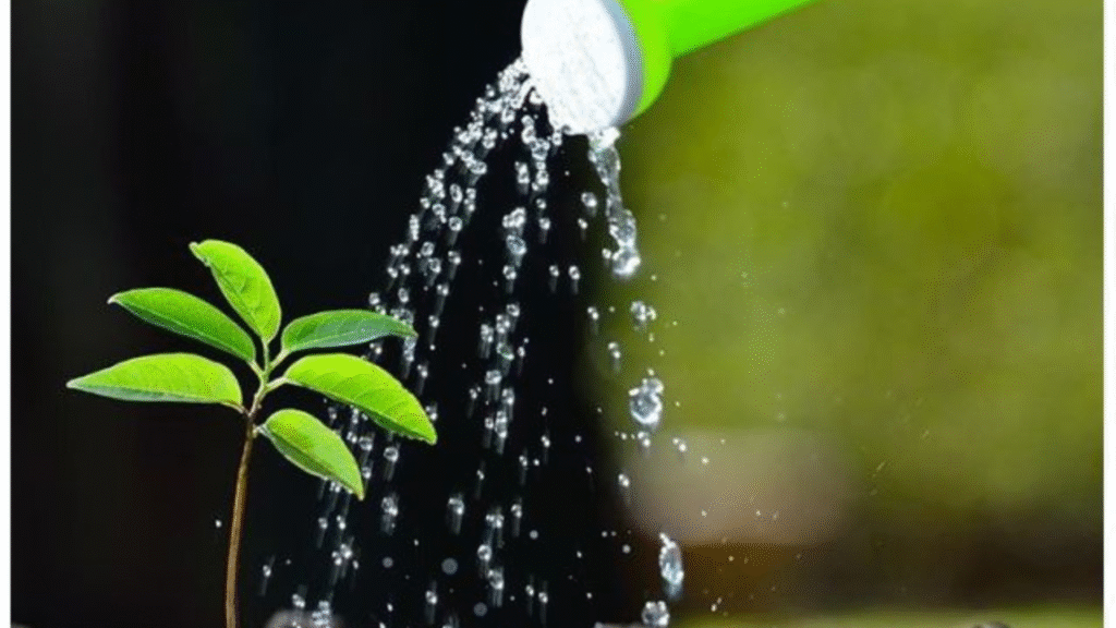 Green White Simple Discover Secret Garden YouTube Thumbnail (8)