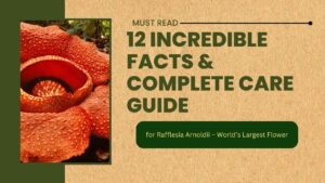 Rafflesia Arnoldii