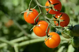 Why choose free tomato seeds