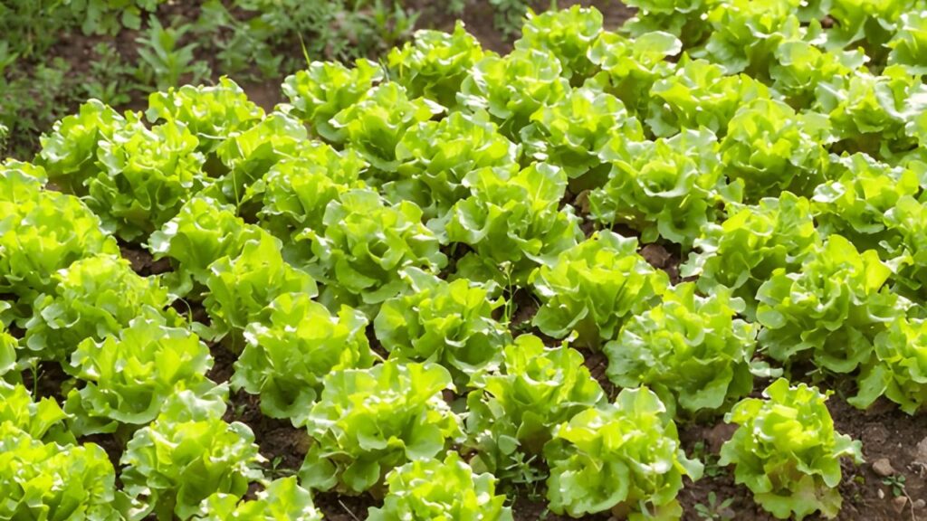 15Best Vegetables for Temperate Climates (10)