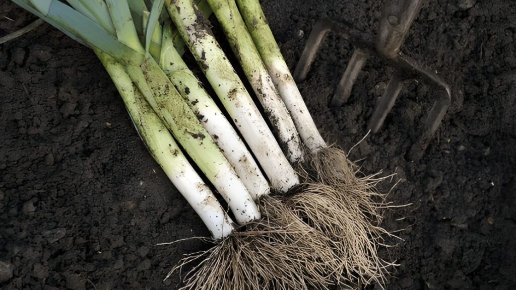 15Best Vegetables for Temperate Climates (15)
