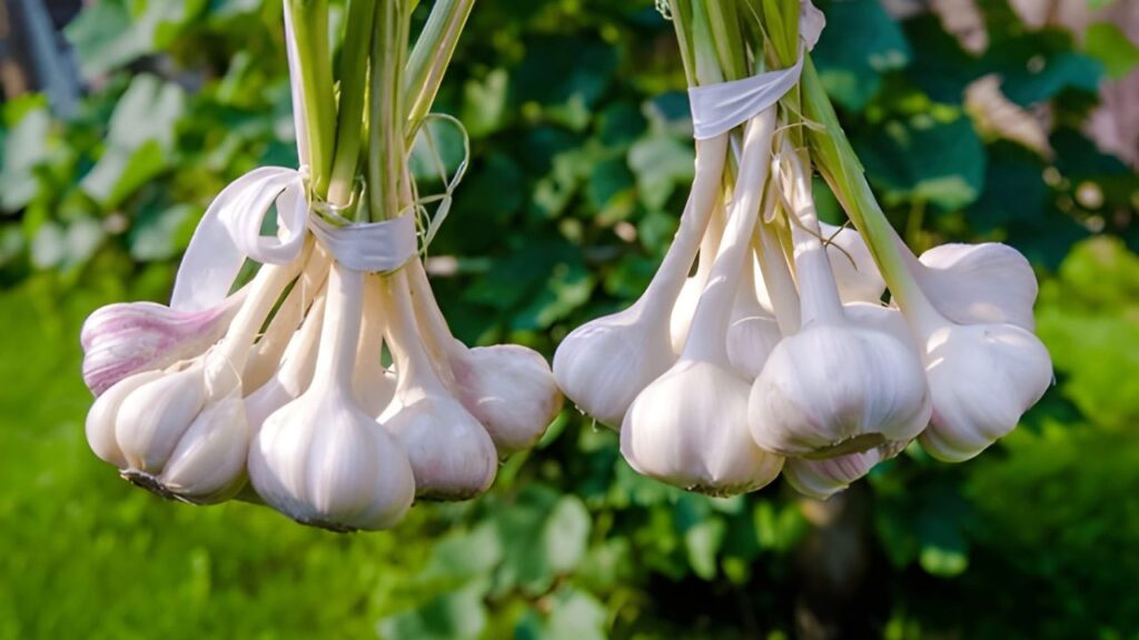 15Best Vegetables for Temperate Climates (3)