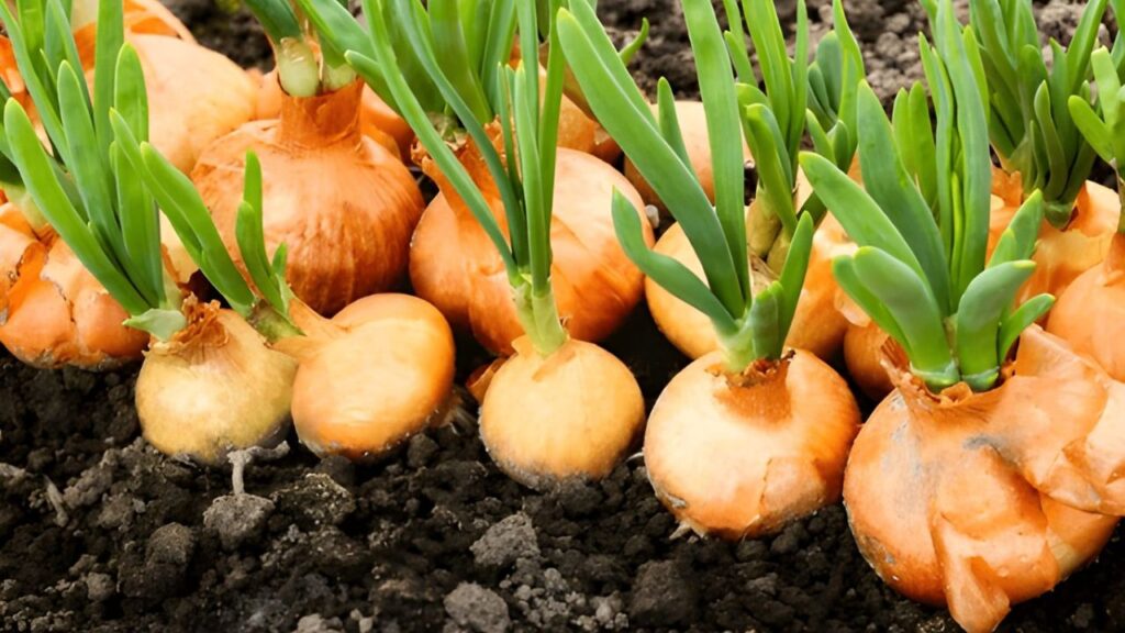 15Best Vegetables for Temperate Climates (5)