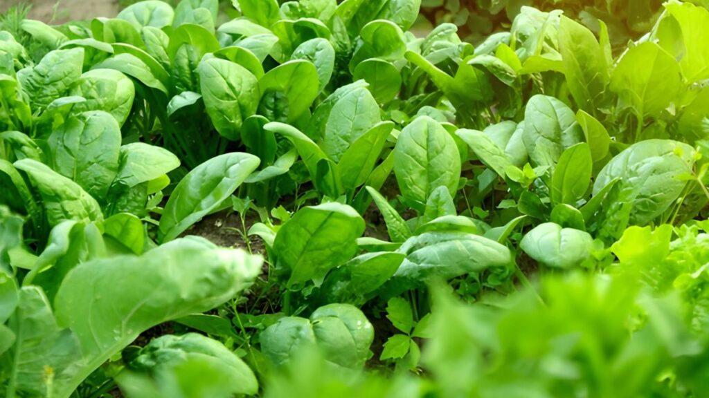 15Best Vegetables for Temperate Climates (8)