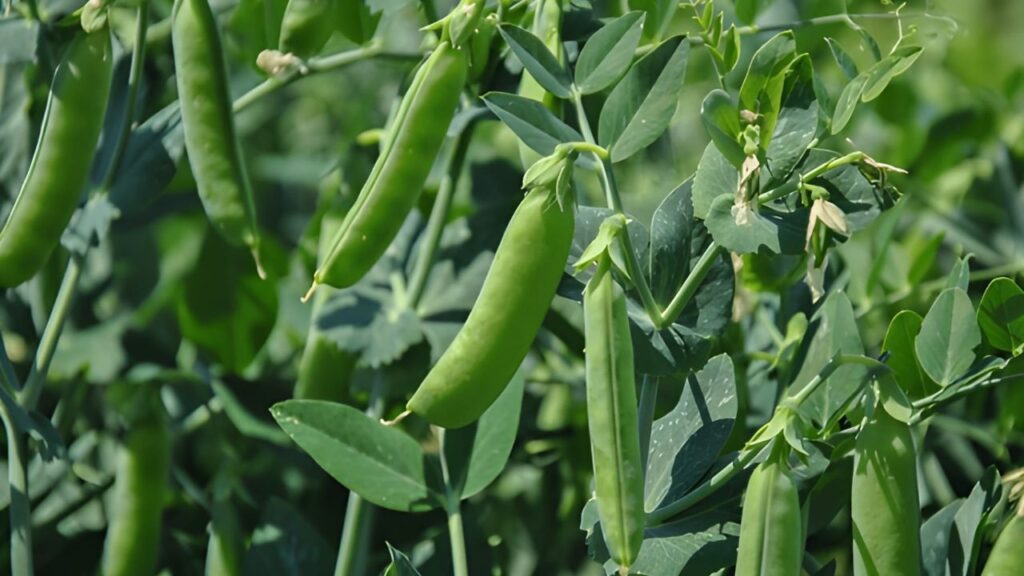 15Best Vegetables for Temperate Climates (9)