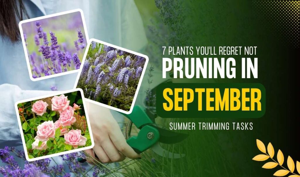 Pruning in September: 7 Plants That Reward You with Bigger Blooms Next Year