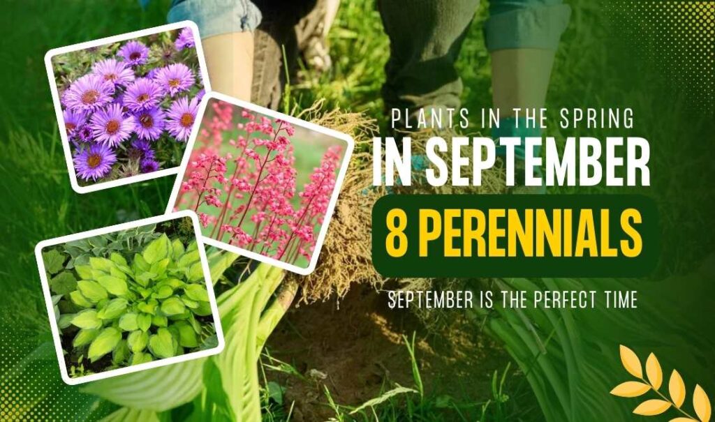 Proven Gardening Secret: Divide These 8 Perennials in September for Thriving Spring Growth