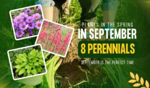 Divide These 8 Perennials in September for More Plants in the Spring