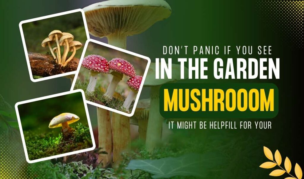 Don’t Panic if You See Mushrooms in the Garden – They Can Help You Unearth Fascinating Soil Health Secrets