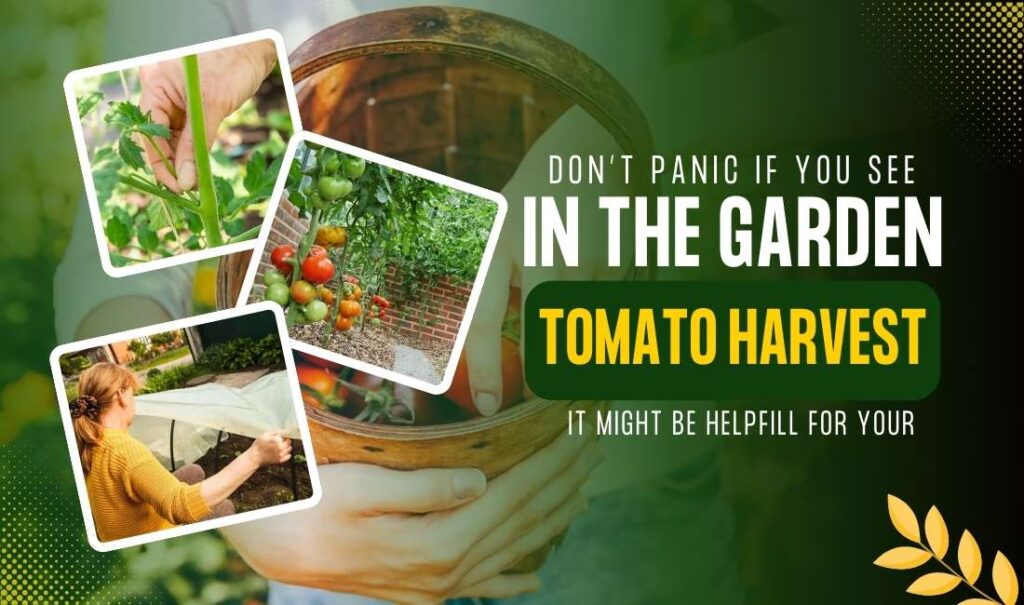 5 Clever Ways to Extend Your Tomato Harvest into Fall for Flavorsome Homegrown Produce