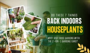 I Always Do These 7 Things When Bringing Houseplants Back Indoors — Plant Expert’s Proven Tips for a Smooth Transition