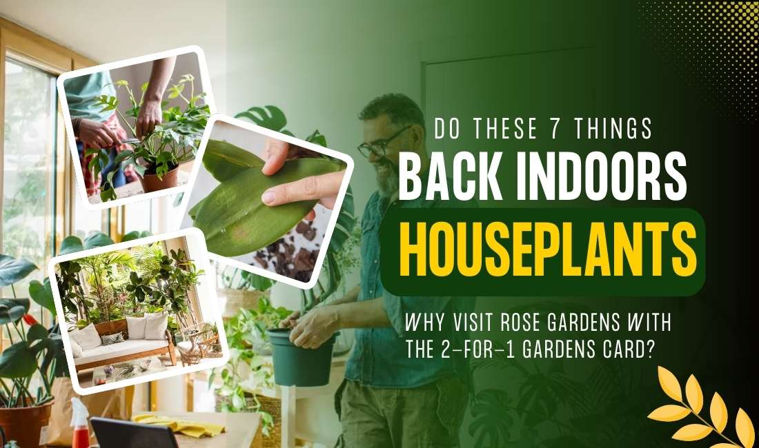 I Always Do These 7 Things When Bringing Houseplants Back Indoors — Plant Expert’s Proven Tips for a Smooth Transition