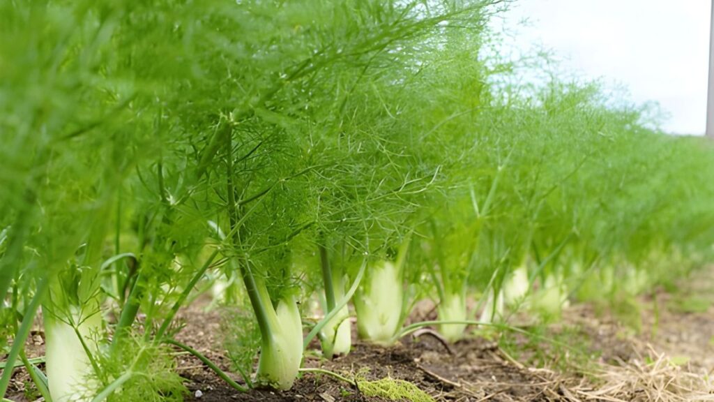 Green and Yellow Bold Plants Food YouTube Thumbnail