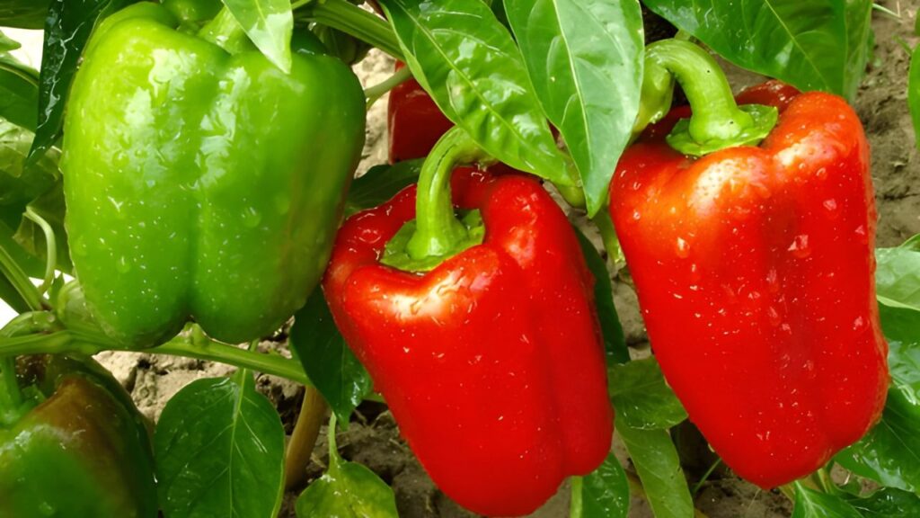 Green and Yellow Bold Plants Food YouTube Thumbnail (2)