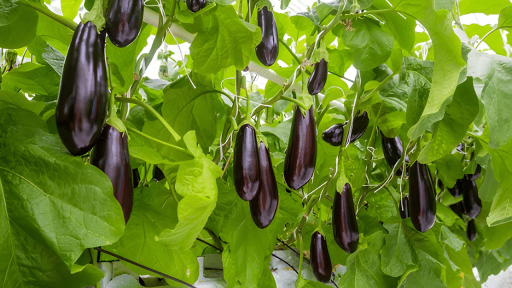 Green and Yellow Bold Plants Food YouTube Thumbnail (2)