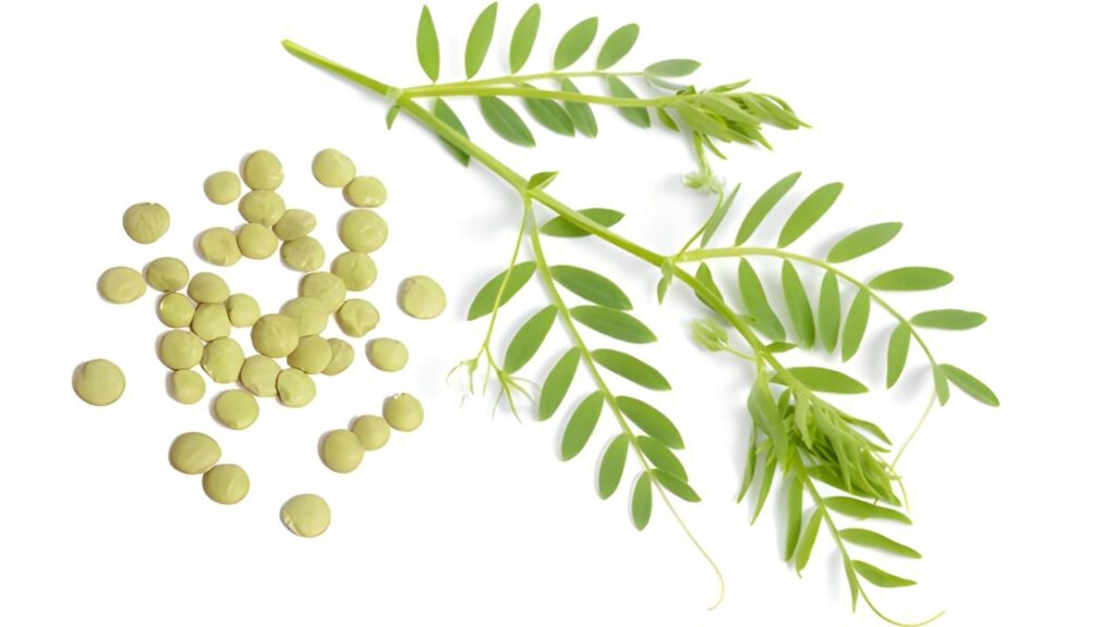 Green and Yellow Bold Plants Food YouTube Thumbnail (8)