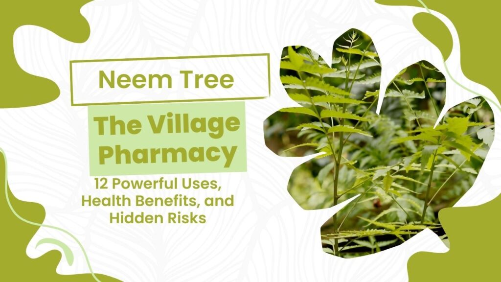The Neem Tree—The Village Pharmacy: 12 Powerful Uses, Health Benefits, and Hidden Risks