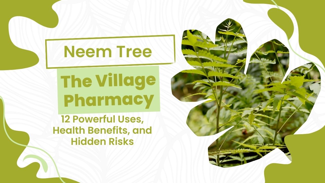 Neem Tree