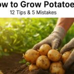 How to Grow Potatoes